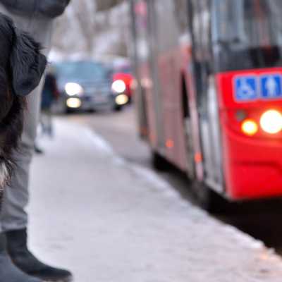 Pies w komunikacji miejskiej: jak wsplnie podrowa?